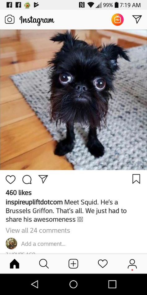 Brussels Griffon, Dogs Training, Funny Animal Memes, Anime Meme, Funny Animal Pictures, Love Animals, Animal Memes, Cute Funny Animals, Cuteness Overload