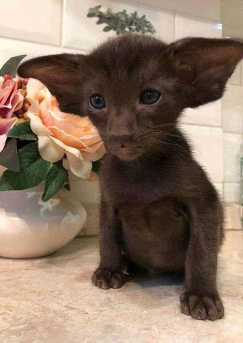 I Love Animals 🜲 (@iloveanimals.fb) on Threads Dobby Cat, Vampire Cat, Pet Things, Pretty Kitty, Cat Breed, Unique Cats, Animal Sketches, Funny Cute Cats, Kitten Adoption