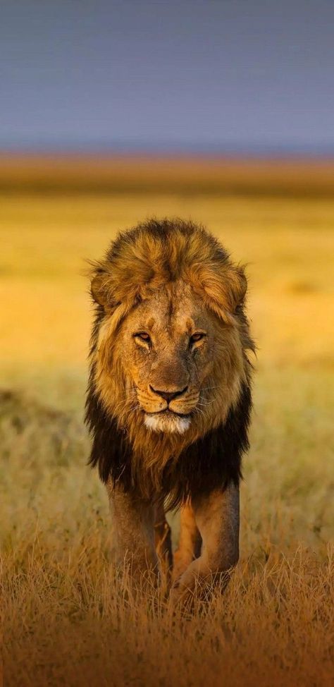 Wallpapers Lion, Lion Wallpapers, Lion Kings, Animal Wallpapers, Animal Tumblr, Lion Photography, Lions Photos, Lion Wallpaper, Lion Images