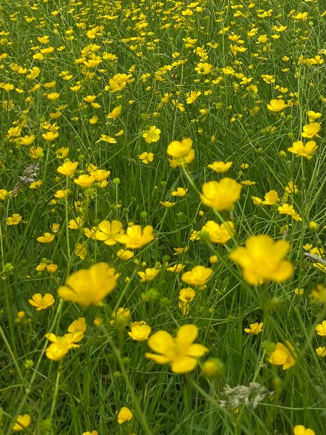 Buttercup Flowers, Buttercup Aesthetic, Buttercups Aesthetic, Buttercup Flower Aesthetic, Buttercups Flower, Buttercup Aesthetic Flower, Buttercup Yellow Aesthetic, Buttercup Photography, Field Of Buttercups