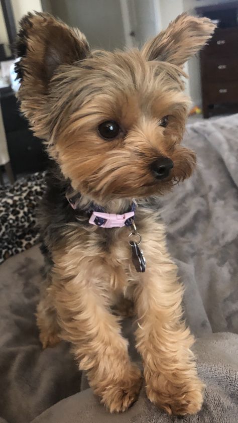 Yorkies Haircuts Female, Yorkie Summer Cut, Teacup Yorkie Full Grown, Yorkie Haircuts Female, Male Yorkie Hairstyles, Yorkie Terrier Haircuts, Cute Yorkie Haircut, Yorkie Teddy Bear Cut, Yorkie Funny