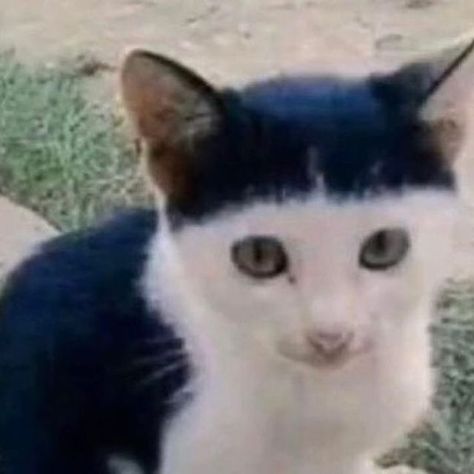 @reallysillycats on Instagram: "When you see a new barber and he says “don’t worry brother ill give that A1 hair cut”" Goofy Cats, Jungkook Songs, Having No Friends, I Have No Friends, Hair Cut, No Worries, Hair Cuts, Hair, On Instagram