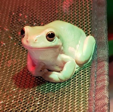 Whites Tree Frog, Pet Frogs, Frog Pictures, Cute Reptiles, Frog Art, Arte Inspo, Frog And Toad, Tree Frogs, Reptiles And Amphibians