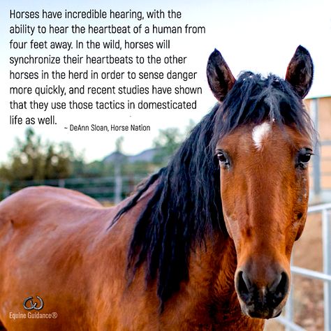 Horses Healing Humans, Horses Healing Quotes, Equine Therapy Quotes, Horse Healing, Heart Horse, Animal Communication, Horse Facts, Equine Therapy, Fashion Hippie