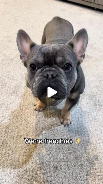 Kash | We’re Frenchies ✨ #dog #frenchie #frenchies #frenchbulldog #dogsofinsta #dogstagram #dogslife #dogsofig #frenchiesofinstagram #frenchiegram... | Instagram Frenchie Bulldog Puppy, Funny Pug Videos, Frenchie Pug, Pug Gifs, French Bulldog Pictures, French Bulldog Breed, Cute Bulldog Puppies, French Dogs, French Bulldog Funny