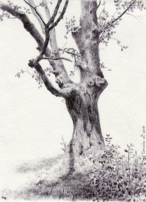 Secret Life of Trees — Dina Brodsky Croquis, Dina Brodsky, Tree Drawings, Pencil Tree, Landscape Pencil Drawings, Tree Drawings Pencil, Bristlecone Pine, Sketching Tips, Nature Art Drawings