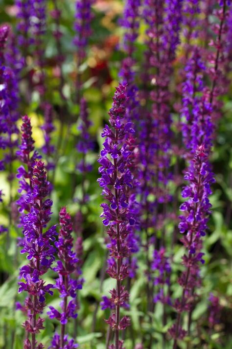 Salvia Nemerosa ‘Caradonna’ AGM chelsea garden favourite fragrant Balkan sage Salvia Aesthetic, Salvia Caradonna, Salvia Nemorosa, Plant Library, Chelsea Garden, Cottage Garden Plants, December 26, Iphone Background Wallpaper, Background Wallpaper