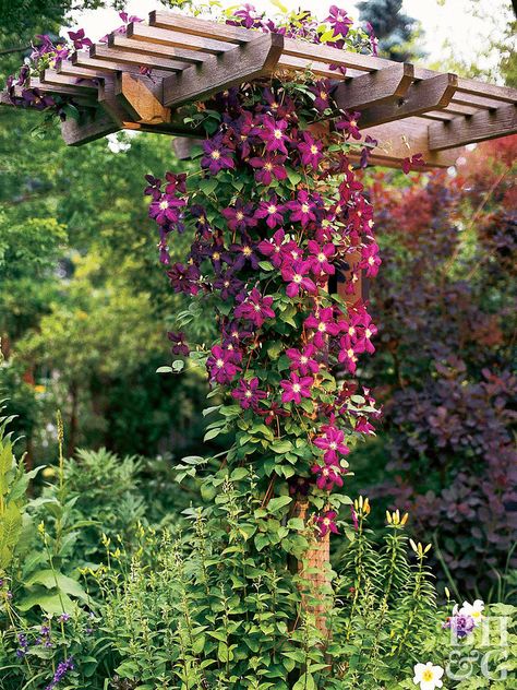 Few vines offer the versatility of climbing clematis. Choose from varieties that bloom in spring (such as Clematis alpina) or fall (C. terniflora)—or anytime in between. Clematis bloom in virtually every color, as well. And there are even evergreen varieties (such as C. armandii) for mild-winter climates. Plant Name: Clematis selections Size: Climbs from 4 to 25 feet, depending on type Zones: 3-9, depending on type ... Vines Ideas, Perennial Flowering Vines, Climbing Clematis, Evergreen Vines, Climbing Flowers, Clematis Vine, Best Perennials, Garden Vines, Garden Area