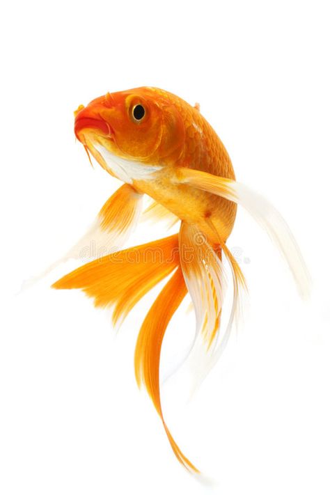 Drawing Techniques, One Colour, Goldfish, Fish Photography, Basic Painting, Drawing For Beginners, Koi Fish, Wood Metal, Light And Shadow