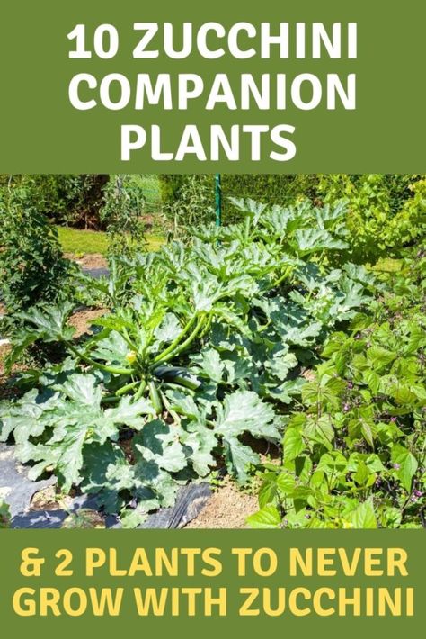 Zucchini Companion Plants, Squash Companion Plants, Zucchini Vegetable, Companion Planting Chart, Growing Zucchini, Best Zucchini, Companion Planting Vegetables, Zucchini Plants, Companion Gardening