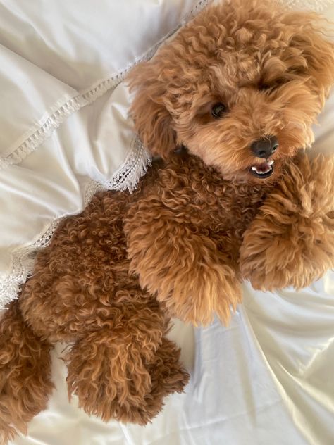 Mini Poodle Aesthetic, Mini Goldendoodle Puppies, Puppy Photography, Toy Poodles, Mini Poodles, Mini Goldendoodle, Cute Little Puppies, Goldendoodle Puppy, Poodle Puppy