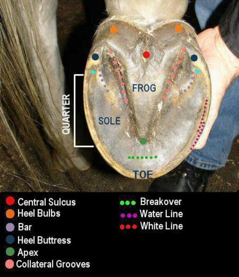 Hoof anatomy Equine Care, Horse Lessons, Horse Information, Healthy Horses, Horse Care Tips, Horse Facts, Hoof Care, Horse Anatomy, Horse Tips