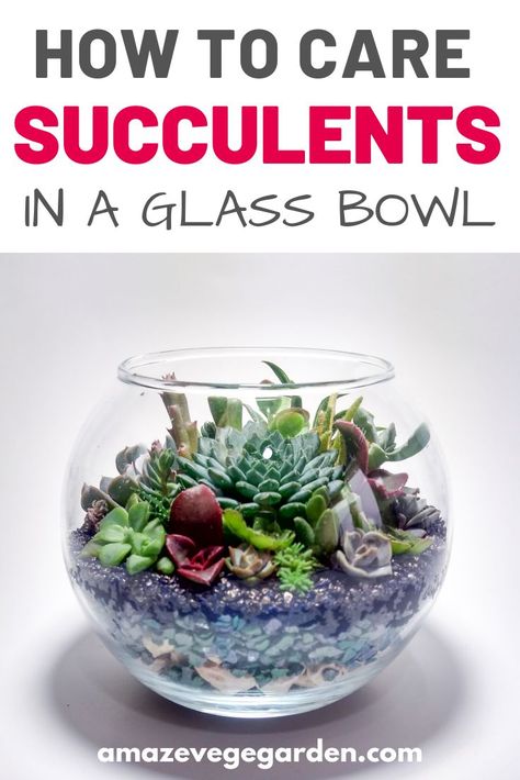 Succulent Arrangements In Glass Bowl, Plants In Glass Bowl, Christmas Succulents, Care For Succulents, Succulents Arrangements, Marimo Moss Ball Terrarium, Zay Flowers, Succulent Bowl, Succulent Terrariums