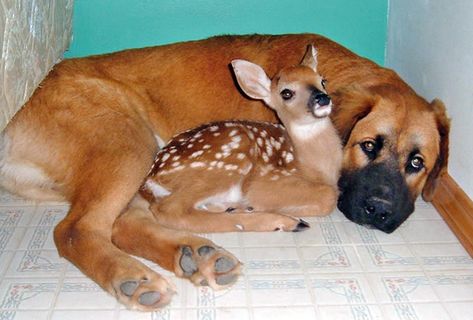 11 Unusual animal friendships that prove true love is blind – SheKnows Akita, Animal Friendships, Unlikely Friends, Animals Friendship, Unusual Animals, Baby Deer, Horse Stuff, Sweet Animals, Animals Friends