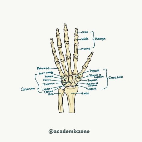 Caption ⬇️ . Follow @academixzone for daily study tips 📚….. ✨Hand Anatomy for Artists: A Comprehensive Guide 1. Bone Structure: The foundation of hand anatomy starts with the bones. The hand consists of 27 bones, including the carpals (wrist bones), metacarpals (palm bones), and phalanges (finger bones). Understanding their placement and articulation is crucial for capturing the hand’s basic form and movement. 2. Muscles and Tendons: The muscles and tendons bring life to the hand’s movemen... Hand Tendons, Bones Of The Hand, Finger Bones, Hand Anatomy, Bone Structure, Human Body Systems, Anatomy For Artists, Body Systems, The Hand