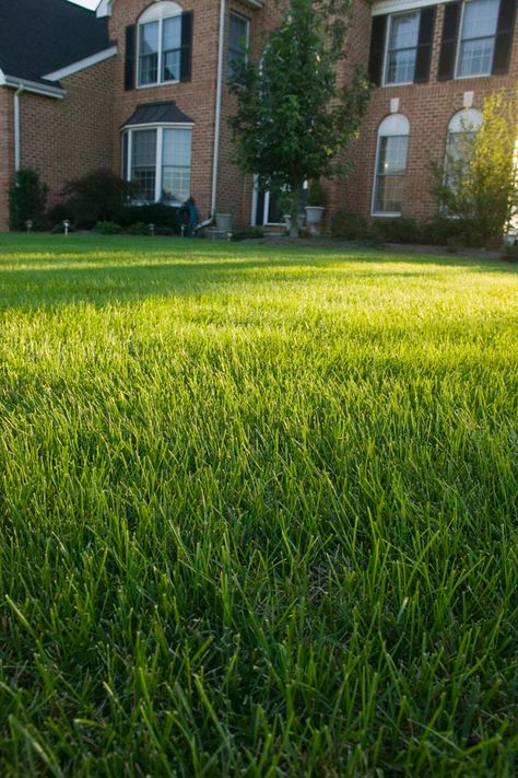 Gravel yards can't replace the natural beauty of turf grass. Oftentimes, gardeners decide that its time to plant grass when they tire from the rocky texture of gravel and the dust that plumes up in the dry heat of the summer. The best time to covert your gravel yard to grass is either in the spring or fall months. Reseeding Lawn, Fall Lawn Care, Fall Lawn, Growing Grass, Lawn Care Tips, Healthy Lawn, Lawn Maintenance, Sandy Soil, Garden Route