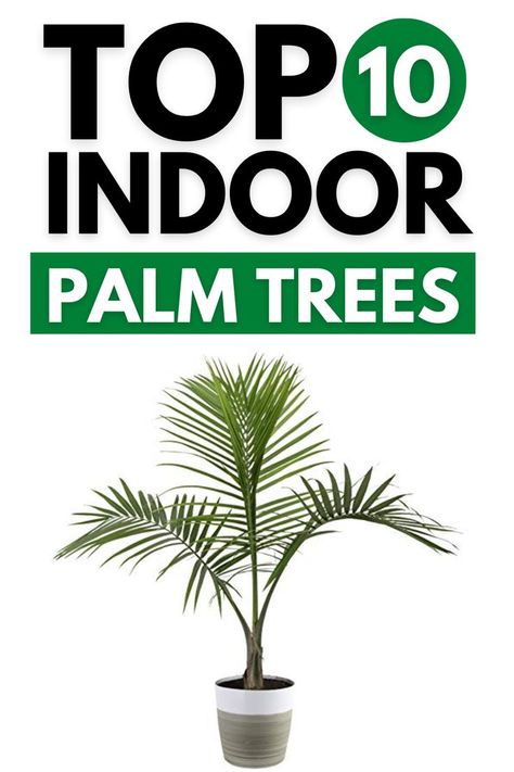 Palm Indoor Plant Living Rooms, Indoor Palms Plants, House Palm Tree Plants, Palm Tree House Plant, Palm Tree Care Indoor, Palm Tree Indoor Plant, Types Of Palm Plants, Palms In Pots, Bamboo Palm Indoor