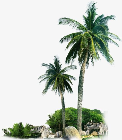 Palm Tree Architecture, Tree Psd, Tree Architecture, Beach Trees, Palm Tree Png, Beach Vector, Tree Photoshop, Beach Clipart, Free Green Screen