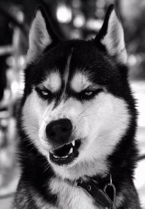 Head References, Black Husky, Dog Growling, White Husky, Black Dogs, Aesthetic Dog, Scary Dogs, Siberian Husky Puppies, Dog Fashion