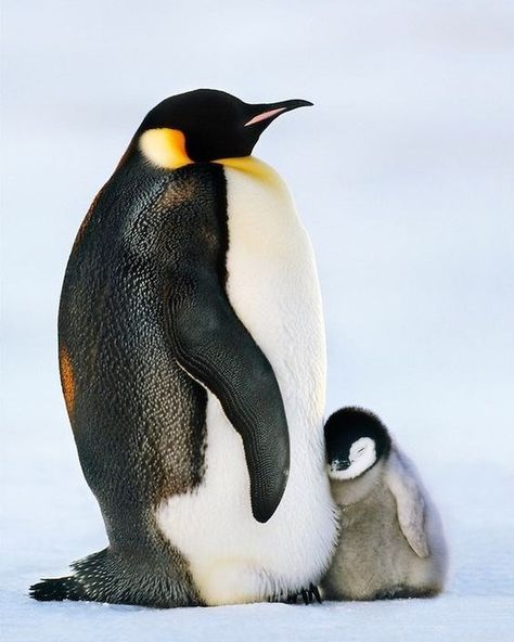 Plenty of Penguin Pictures - I Can Has Cheezburger? Emperor Penguin Chick, Penguin Pictures, Penguin Love, Emperor Penguin, Baby Penguins, Cute Penguins, Nature Animals, 귀여운 동물, Animals Friends