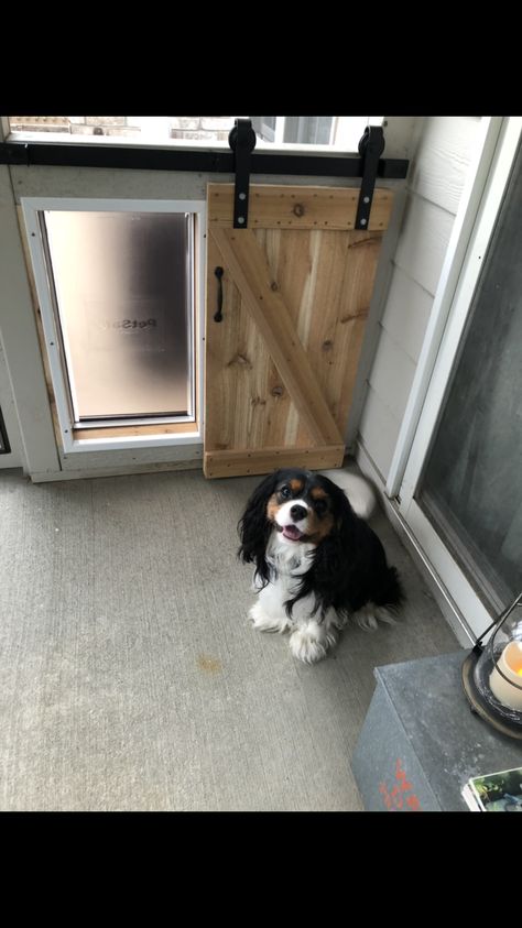 Mini Barn Door For Dog Door, Dog Door To Outside Kennel, Barn Door With Pet Door, Dogs Door Ideas, Doggie Door In Wall, Built In Dog Door Wall, Large Doggie Door Ideas, Doggie Doors Ideas, Dog Door Entrance Ideas