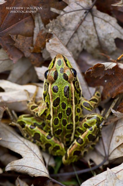 ˚Northern Leopard Frog- Lithobates pipiens Northern Leopard Frog, Leopard Frog, Frog Family, Amazing Frog, Frog Pictures, Dart Frog, Funny Frogs, Leopard Gecko, Reptiles Pet