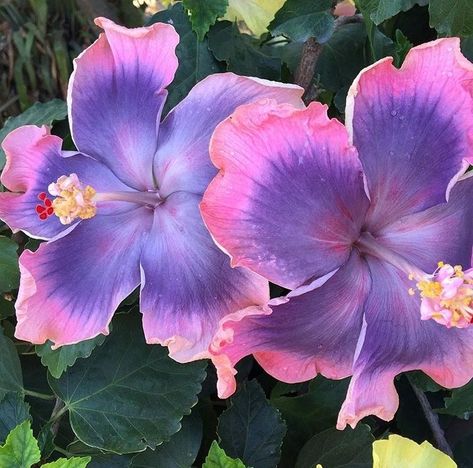 Pretty Hibiscus Flowers, Hibiscus Flower Aesthetic, Hibiscus Aesthetic, Hibiscus Seeds, Purple Hibiscus, Hibiscus Plant, Blue Hibiscus, Boquette Flowers, Nothing But Flowers