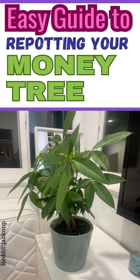 "Discover the ultimate guide on repotting a money tree (Pachira Aquatica) to ensure your plant thrives! Learn how to repot a money tree plant with easy steps and expert tips. Explore essential money tree plant care techniques, including the best soil and potting practices. Whether you're replanting money tree or simply refreshing its home, our comprehensive guide on repotting a money tree will help you keep your plant healthy and vibrant." Money Tree Plant Care, Money Tree Plant, Pachira Aquatica, Lucky Plant, Money Plant, Money Tree, Plant Information, Money Trees, Garden Yard Ideas