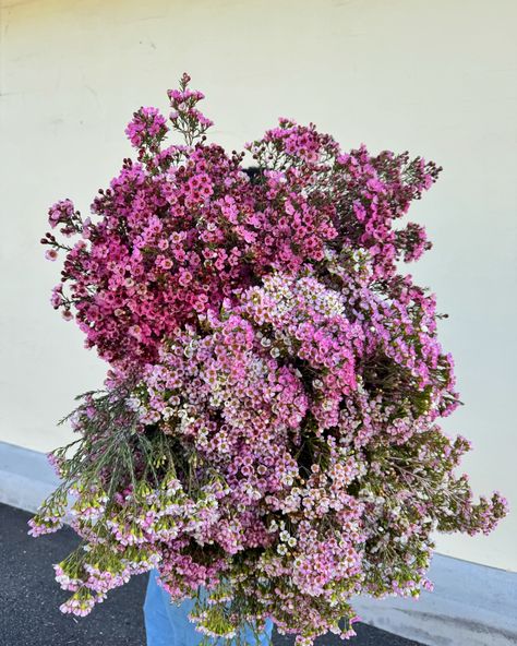 Farmer Deb’s pick of the week 🌸 freshly cut pink wax flower with beautiful Smokey apricot leucs Pink Wax Flower, Wax Flower, Wax Flowers, July 16, Brisbane, Apricot, Farmer, Florist, Wax