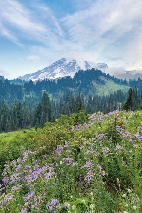 Nature, My Rainer National Park, Mt Rainier Aesthetic, My Rainier National Park, Mount Renier, My Rainier, National Parks Aesthetic, Washington National Parks, National Park Wallpaper