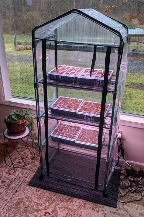 My Indoor Seed Starting Set Up + a Brilliant Hack Indoor Seed Starting Setup Diy, Diy Humidity Dome, Seedlings Indoors Starting, Mini Greenhouse Indoor, Indoor Seed Starting, Backyard Raised Garden, Seedlings Indoors, Indoor Vegetables, Starting Seeds