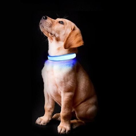 Do you like our LED Safety Dog Collar? 📢Share with friends who would LOVE it too!😍😍 📢 #copingshop #shopping #bestdeals Led Dog Collar, Dog Safety, Large Dog Breeds, Pet Safety, Pet Safe, Large Dogs, Pet Owners, Dog Owners, Reptiles