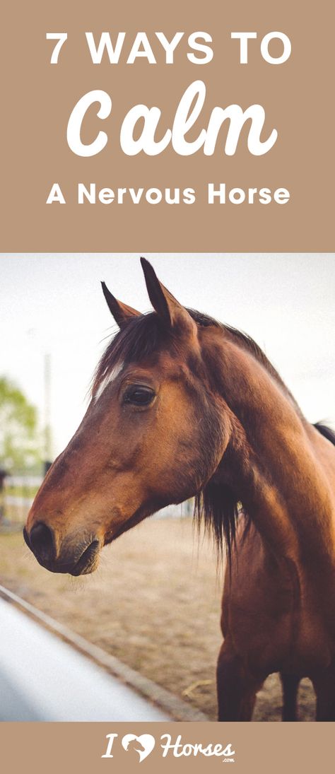 Horse Training Exercises, Horse Behavior, Equine Care, Happy Horse, Horse Care Tips, Horse Facts, Horse Info, Horse Riding Tips, Horse Training Tips