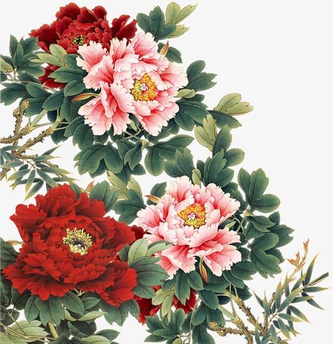 Moutan Peony, Peony Chinese, Painting Peony, China Flowers, Peony Illustration, Png Flowers, Flower Peony, Planting Peonies, Chinese Flower