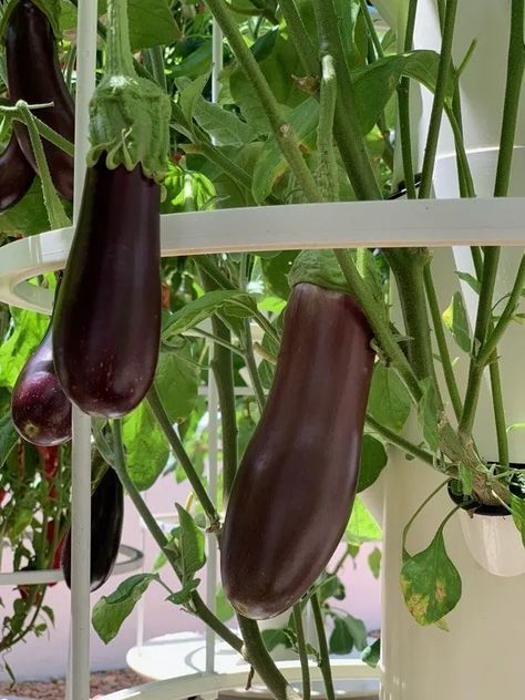 hydroponic-eggplant Aeroponic Tower, Growing Eggplant, Aeroponic System, Green Eggplant, Different Types Of Vegetables, Vertical Vegetable Garden, Vertical Garden Diy, Tower Garden, Home Vegetable Garden