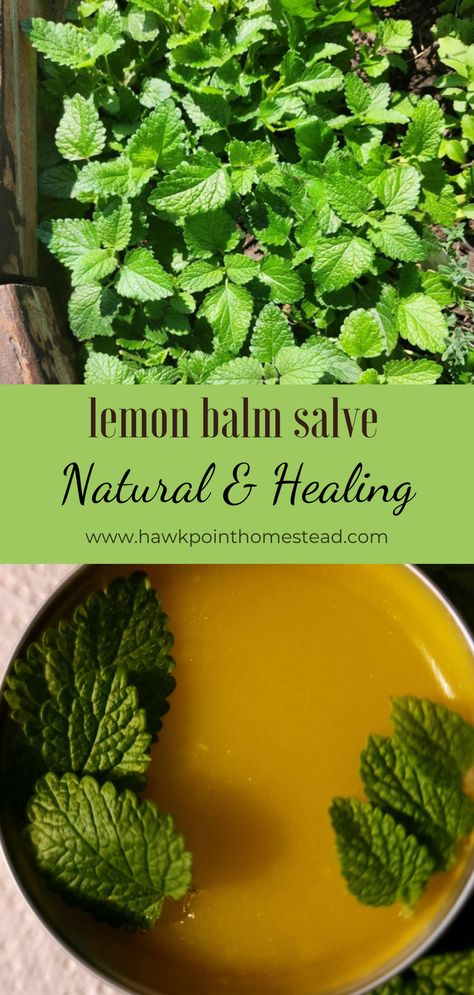 This lemon balm salve recipe is easy to make and has many healing benefits.  A salve is a healing ointment, and usually a combination of oil and beeswax. The oil and beeswax are nourishing for the skin, you can use a variety of oils, including coconut oil, sunflower oil, and more. The wonderful part is that you can infuse oil with different herbs to make salve with different properties.   This salve made with lemon balm can be used to soothe bug bites and irritated skin. Salve Recipes Diy, Essential Oil Salve Recipes, Beeswax Salve Recipe, Lemon Balm Uses Recipes, Lemon Balm Salve Recipe, Lemon Balm Salve, Lemon Balm Recipes, Lemon Balm Uses, Apothecary Storage