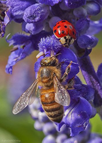 Bee Astethic, Bees Pictures, Honey Bee On Flower, Bees On Flowers, Bee Photos, Honey Bee Photos, Bee On A Flower, Honey Bee Facts, Cute Bees