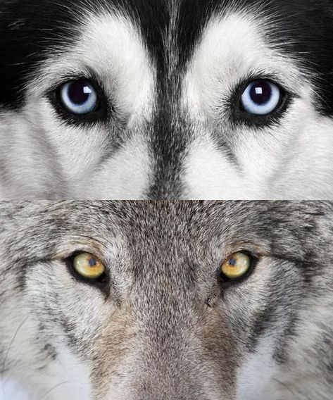 Dog vs Wolf Eyes Husky Eyes Tattoo, Dogs Eyes, Animals Eyes, Animal Eyes, Husky Eyes, Husky Drawing, Wolf Eyes, Wolf Images, Wolf Drawing