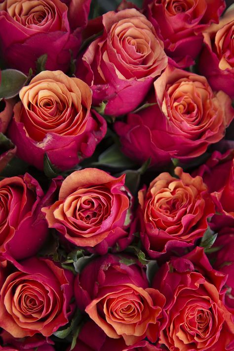 Roses Varieties, Multi Colored Roses, Pink And Orange Roses, Orange Roses Wallpaper, Red And Orange Roses, Red Orange Flowers Aesthetic, Bright Roses, Flor Iphone Wallpaper, Multicolored Roses