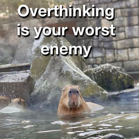 Capybara Affirmations, Animal Affirmations, Slay Affirmations, 2025 Goals, Hustle Quotes, Silly Things, Success Affirmations, Hustle Hard, Business Mindset