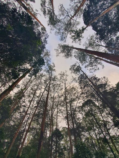 East Java, Indonesia - June 24, 2023 : tall big trees and blue sky in Mojosemi Forest Park, East Java stock image Big Trees, East Java, Big Tree, Forest Park, Java, Blue Sky, Stock Images, Trees, Indonesia