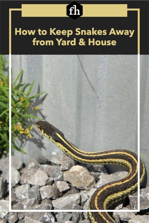 How to Keep Snakes Away from Yard & House How To Get Rid Of Snakes Around House, How To Get Rid Of Snakes In Yard, How To Keep Snakes Out Of Yard, Plants That Repel Snakes, Snake Repelling Plants, Snake Repellant Plants, Snake Repellant, Garden Snakes, Get Rid Of Spiders