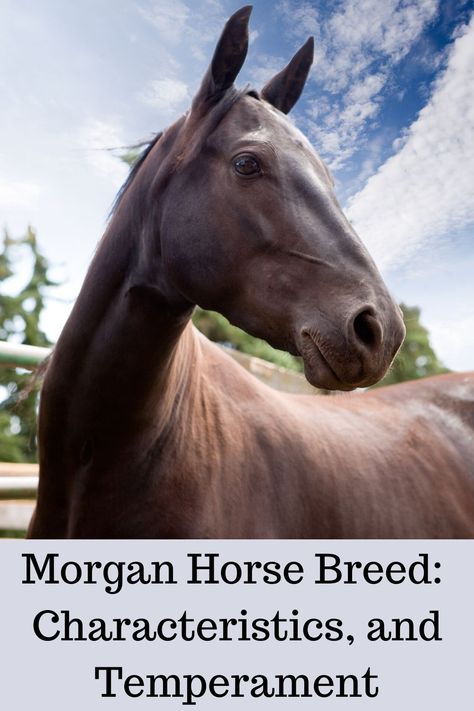 The history, and characteristics of the Morgan Horse Breed.#morgan horse,#breed characteristics,#temperament, Morgan Horse Colors, Morgan Horse Breed, Wallpaper Horse Aesthetic, Sketch Horse, Wallpaper Horse, Horse Hacks, Aesthetic Horse, Tattoo Horse, Horse Arabian