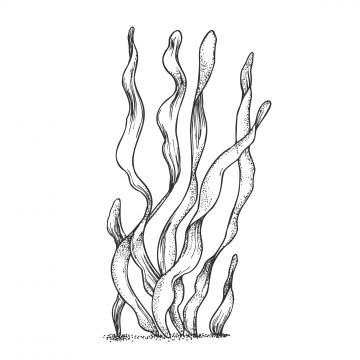 underwater,organism,algae,seaweed,doodle,vector,organic,leaf,branch,exotic,spirulina,plant,ornamental,aquarium,decoration,concept,designed,retro,style,mockup,monochrome,illustration,river,hand,drawn,nature,aqua,world,flora,fauna,vintage,decorative,marine,creature,black,white,print,blackwork,tattoo,clipart,outline,engraving,ink,t-shirt,graphic,art,design,artwork,aquatic,biodiversity,leaf vector,vintage vector,world vector,tattoo vector,graphic vector,plant vector,nature vector,decorative vector,d Marine Plants Tattoo, Sea Plant Drawing, Drawing Of Seaweed, Algae Tattoo Design, Underwater Plant Tattoo, Water Plant Drawing, Seaweed Drawing Simple, Aquarium Tattoo Ideas, Sea Weeds Drawing Easy