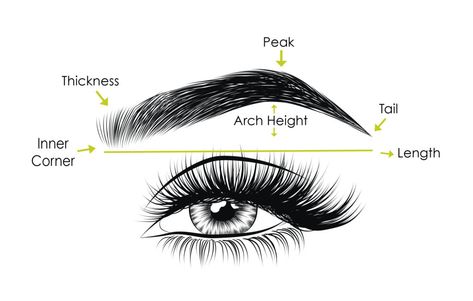 Anatomy of Eyebrow | Different Types of Eyebrows Shapes Eyebrow Anatomy, Different Types Of Eyebrows, Square Eyebrows, Eyebrow For Round Face, Eyebrow Images, Eyebrow Art, Mircoblading Eyebrows, Micro Blading, Types Of Eyebrows