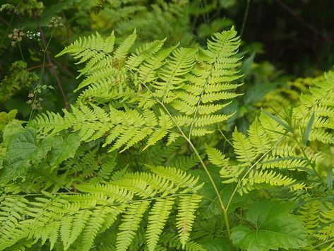 Pteridium aquilinum (bracken, brake or common bracken), also known as eagle fern, and Eastern brakenfern, is a species of fern occurring in temperate and subtropical regions in both hemispheres. The extreme lightness of its spores has led to its global distribution. (Source: Wikipedia, '', http://en.wikipedia.org/wiki/Pteridium_aquilinum, CC BY-SA 3.0 . Photo: (c) Ken Potter, some rights reserved (CC BY-NC), uploaded by Ken Potter) Bracken Fern, Photo C, Dream Garden, Fern