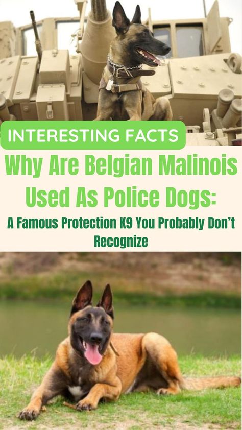 Why Are Belgian Malinois Used As Police Dogs: A Guide to This Popular K-9 Breed Police Dog Breeds, K9 Police Dogs, Police Canine, Malinois Puppies, Belgian Malinois Dog, Malinois Dog, Police K9, Police Dog, Dog Information