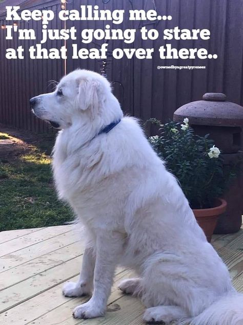 Exactly my dog lol. Great Pyrenees Funny, Brock Samson, Pyrenees Puppies, Great Pyrenees Puppy, Maremma Sheepdog, Pyrenees Dog, Livestock Guardian Dog, Great Pyrenees Dog, Spoiled Dogs