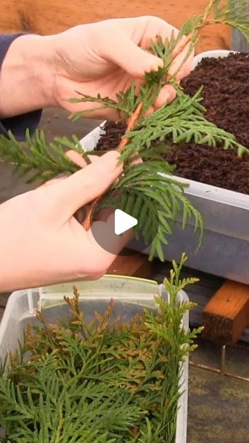 Thuja Plant, Green Giant Arborvitae, Giant Arborvitae, Thuja Green Giant, Plant Magic, Growing Greens, Green Giant, Gardening Plants, Propagating Plants