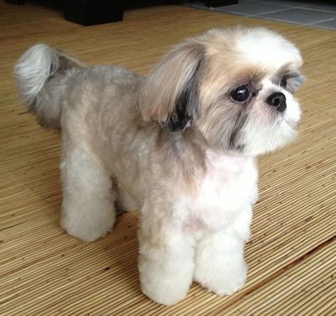 Top 10 Popular Shih Tzu Haircuts (30+ Pictures) – Page 2 – The Paws Corte Shitzu, Shitzu Dogs Haircuts, Shih Tzu Hair Styles, Dog Grooming Shih Tzu, Shih Tzu Puppy Cut, Perro Shih Tzu, Puppy Haircut, Chien Shih Tzu, Shih Tzu Haircuts